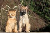 CHAT ET LAEKENOIS 020